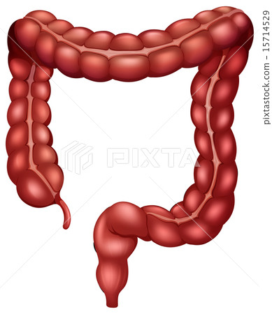 图库插图: large intestine