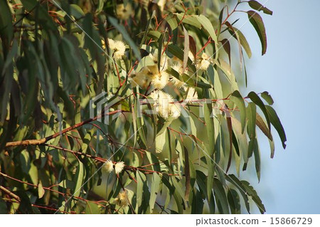 图库照片: 桉树 花朵 花卉