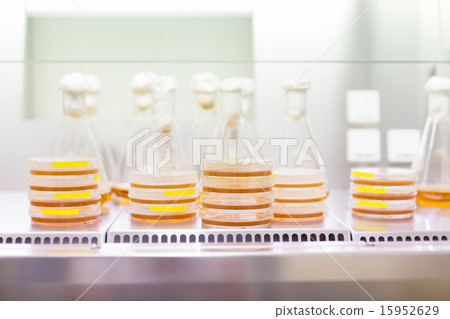 图库照片: petri dish and erlenmeyer flask.