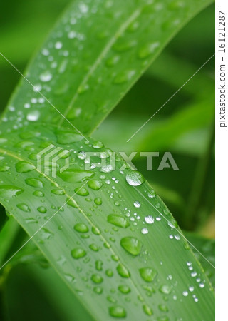 图库照片: 竹子叶子在雨以后上升