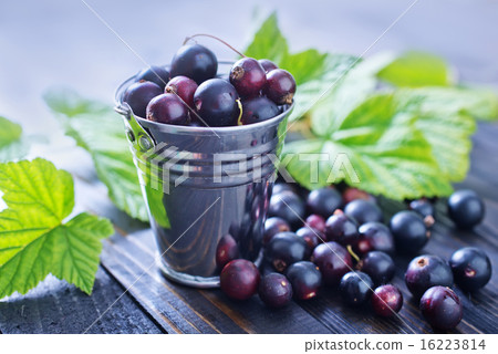 图库照片: black currant