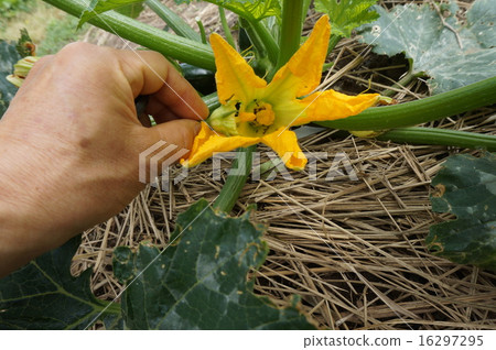 图库照片 授粉 菜园 西葫芦