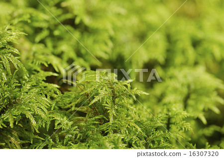 图库照片: green moss macro