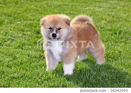 图库照片: pets, young akita dog