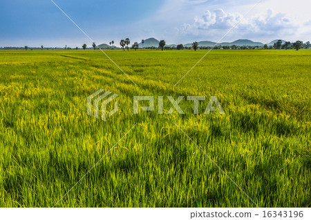 图库照片: green rice field in thailand 查看全部