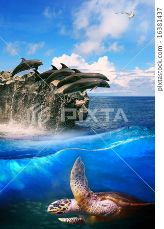 图库照片: turtle in deep sea dolphin junping and sea gull