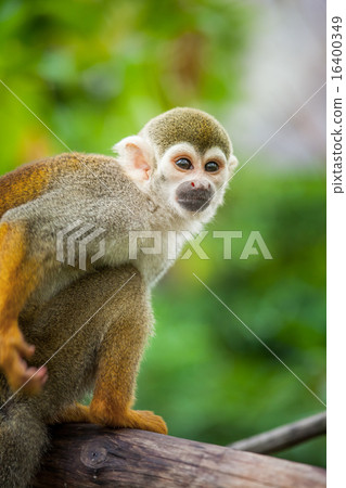 图库照片: squirrel monkey