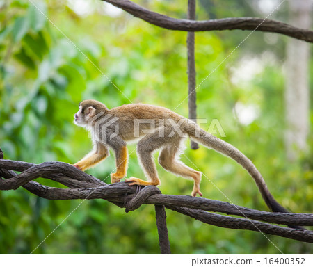 图库照片: squirrel monkey