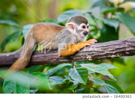 图库照片: squirrel monkey