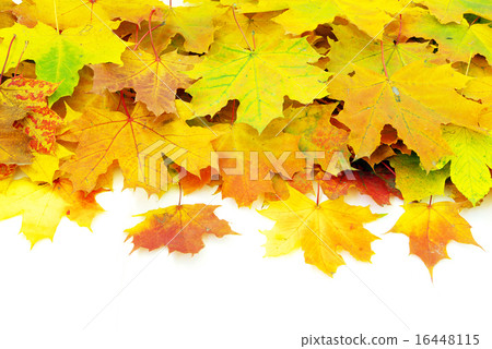 图库照片: autumn maple leaves