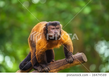 图库照片: brown capuchin monkey among the trees.