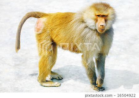 照片素材(图片): hamadryas baboon monkey.