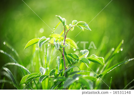 图库照片: fresh green grass with water drops