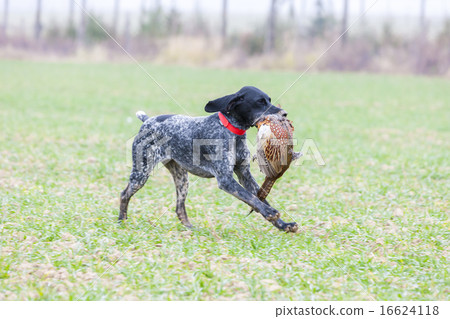 图库照片: hunting dog with a catch