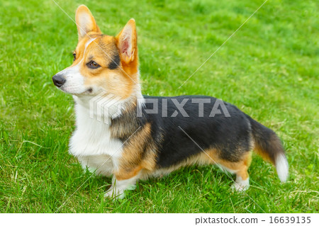 图库照片 dog pembroke welsh corgi smiling