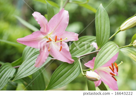 图库照片: 莉莉 百合花 百合科