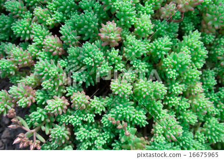 图库照片: sedum stonecrop spanish close up in a summer city