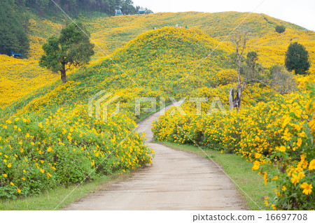 图库照片: middle road flower field