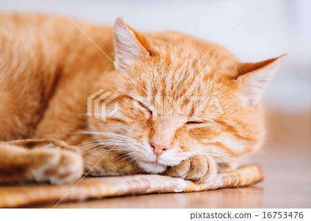 图库照片: peaceful orange red tabby cat male kitten sleeping in