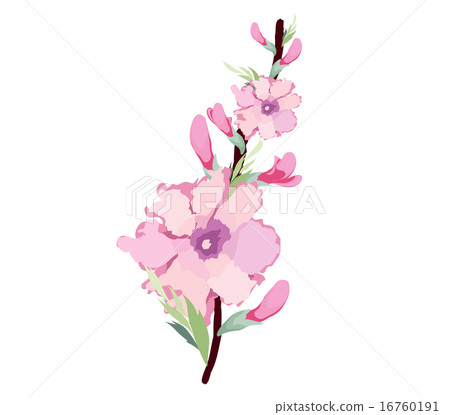 插图素材: japanese plum blossom watercolor