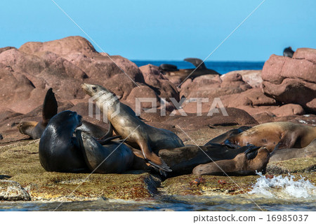 图库照片: sea lion male with female harem seals relaxing