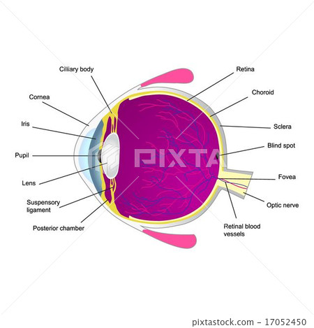 图库插图 structure of human eye two