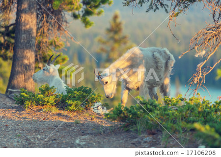 图库照片: mountain goat