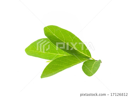 图库照片 close up green tree leaf isolated on white