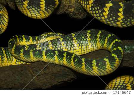 图库照片: oriental whip snake, green viper from borneo