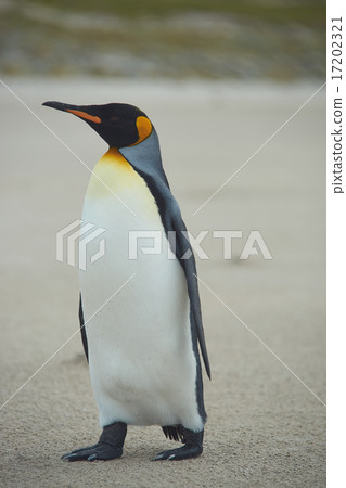 图库照片: king penguin