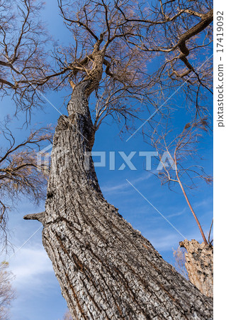 图库照片: tree trunk closeup