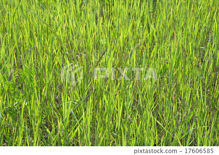 图库照片: green grass texture