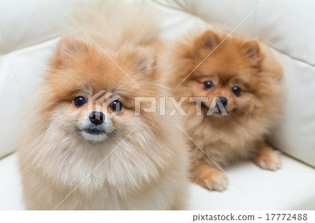 图库照片: pomeranian dog cute pets sitting on white sofa