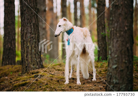 图库照片: borzoi, hunting dog in spring summer forest. these