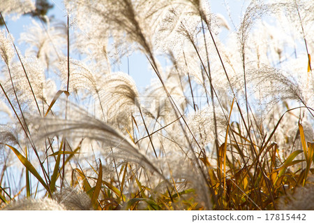 图库照片: field grass blowing in the wind