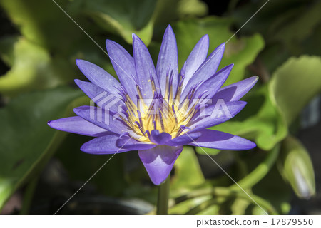 照片 purple lotus flower 首页 照片 植物_花 花 莲花 purple lotus
