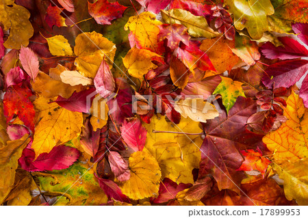 图库照片: autumn fall leaves background