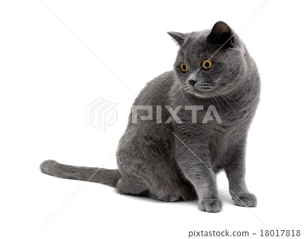 图库照片 gray cat with yellow eyes on a white background