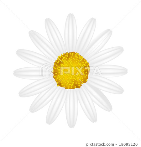 图库插图: white daisy flower on a white background