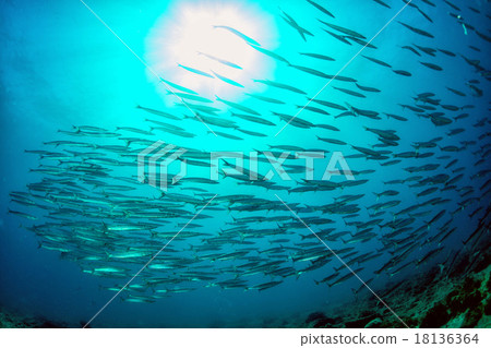 图库照片: barracuda school of fish bait ball