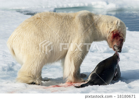 图库照片: lunch for polar bear