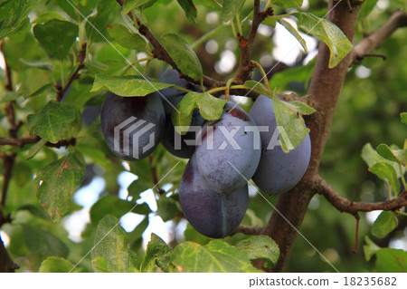 图库照片: plum tree detail