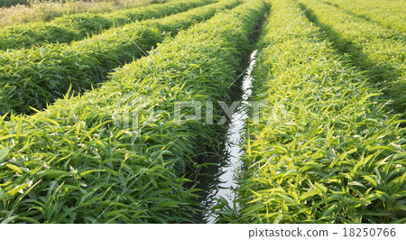 图库照片: morning glory vegetable farm in thailand