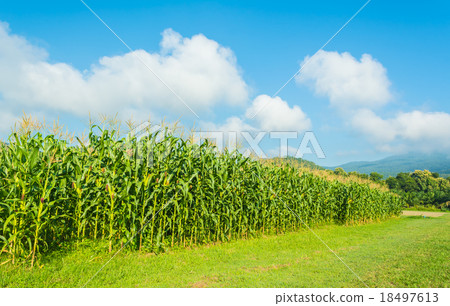 图库照片: corn field
