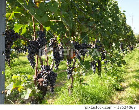 stock photo: grape for wine (fertilizer cultivation) see all