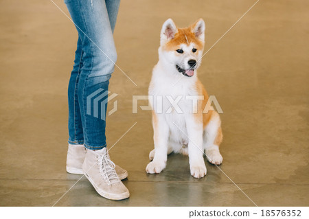 图库照片: young white and red puppy akita dog - akita inu