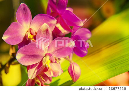 图库照片: vintage flower, ground orchid
