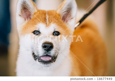 图库照片: young white and red akita inu dog, puppy