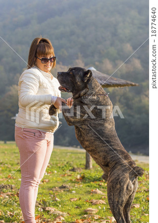 图库照片: girl playing with her cane corso dog in the park