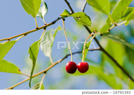 图库照片: red cherry berry on tree in nature